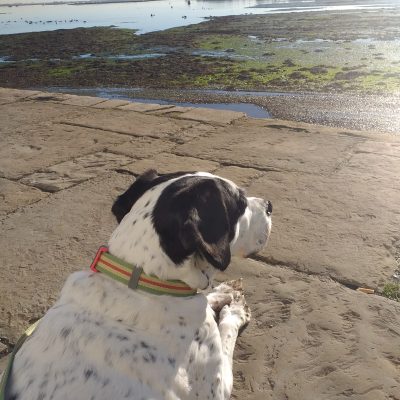 Archie – Poet Walker (retired)