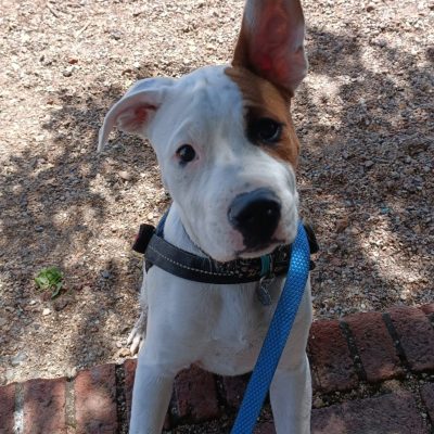 Nancy – Poet Walker (in training)